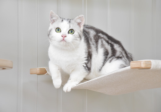 WG����(�й���)-�ٷ���վ