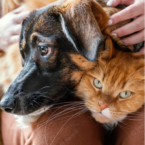 WG����(�й���)-�ٷ���վ