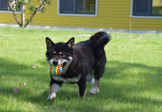 WG����(�й���)-�ٷ���վ